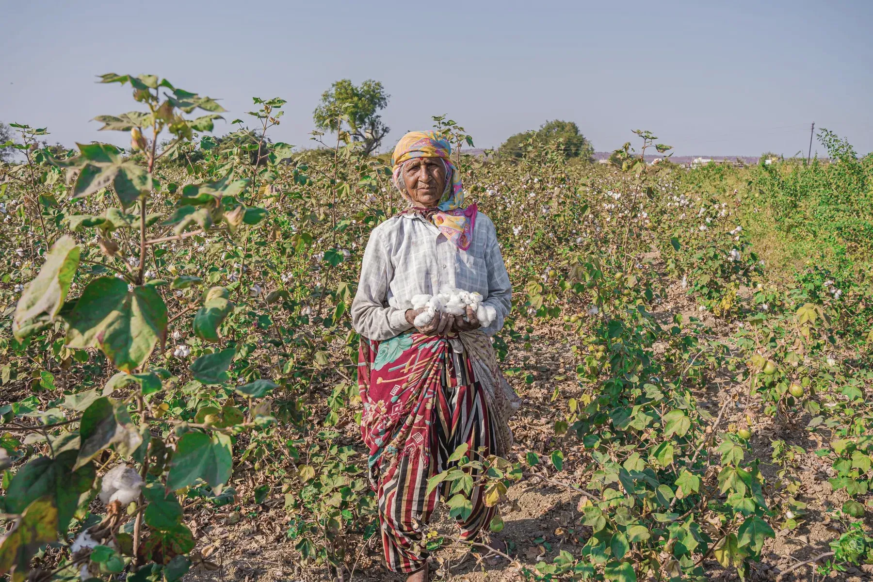 A woman standing in a cotton field in the morning